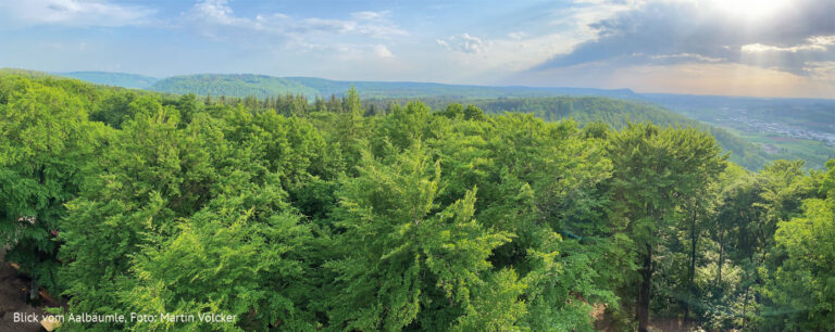 Der Wald im Klimawandel